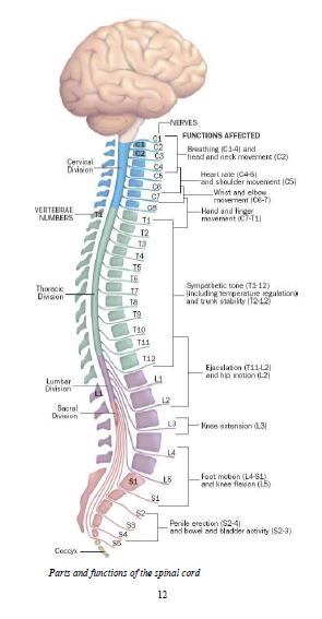 BIOLOGY: FORM THREE: Topic 3 - COORDINATION - MSOMI BORA