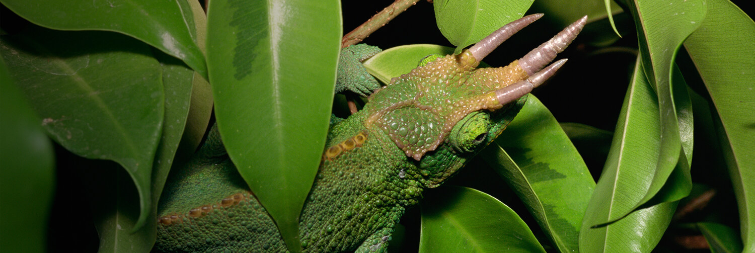 Jackson's chameleon climbing through tree leaves.