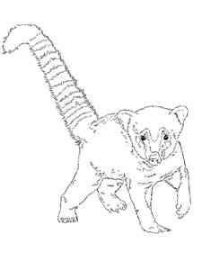 Coati coloring pages