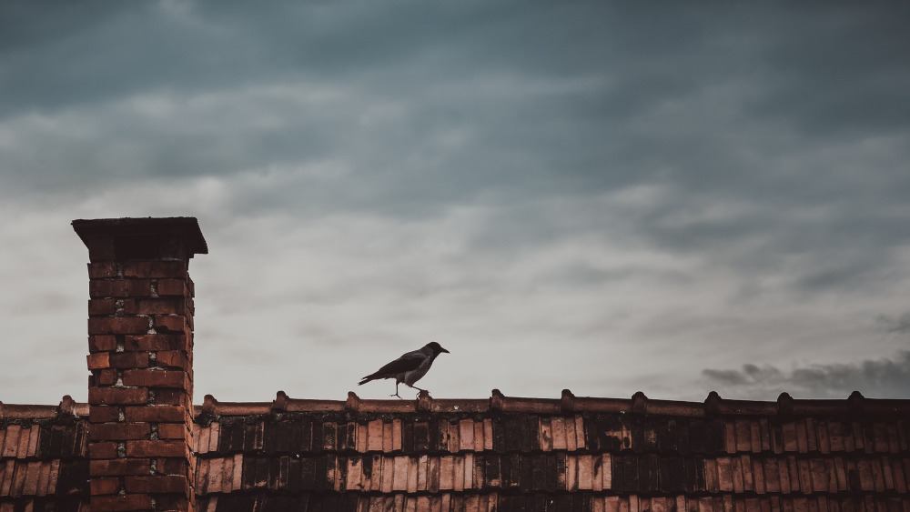 Bird on a Roof