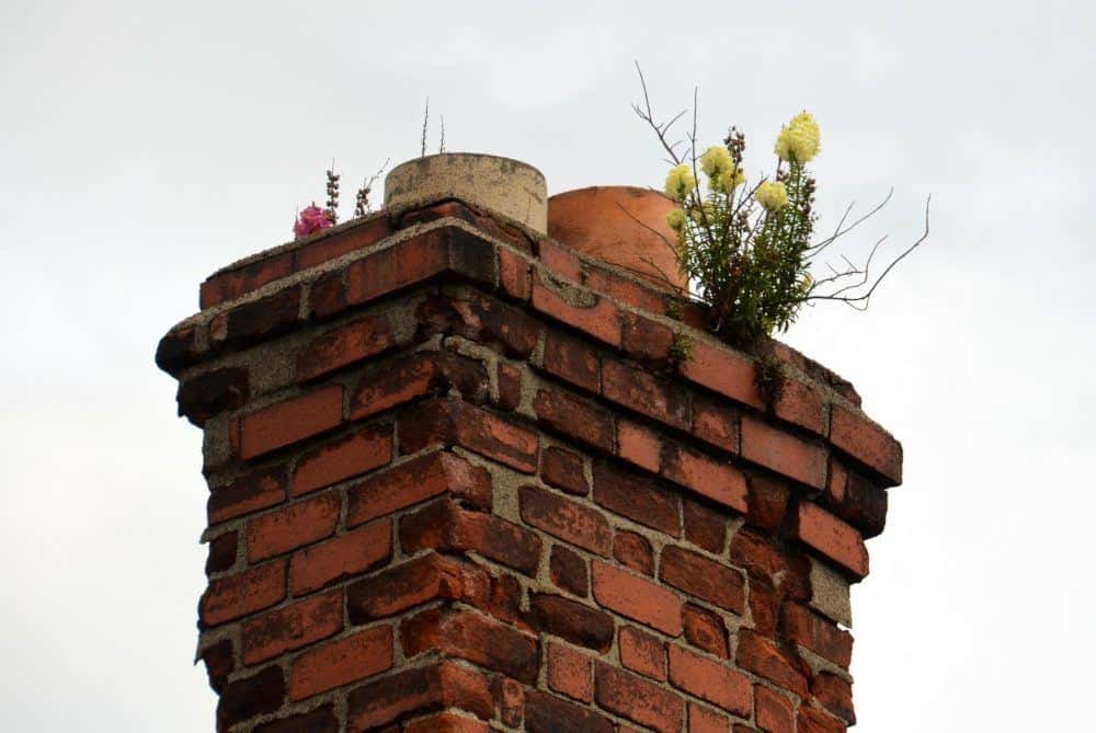 Flowers Growing on a Chimney