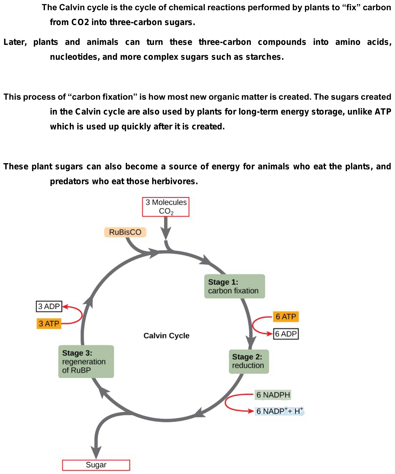 C3 Pathway