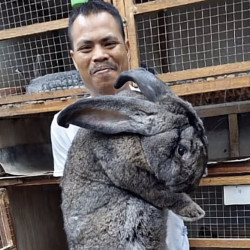 Viral Flemish Giant Rabbit in Indonesia, The World's Oldest Rabbit Race