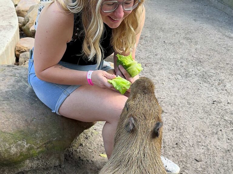 wild florida capybara feature