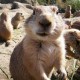 Prairie_Dog