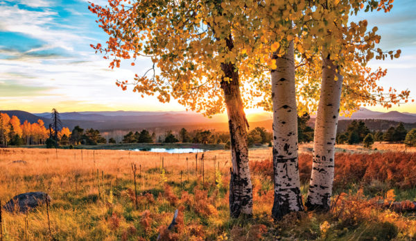 Fall for Flagstaff