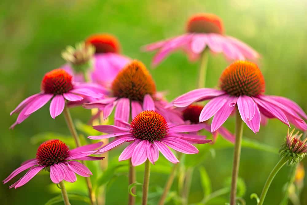 Echinacea purpurea