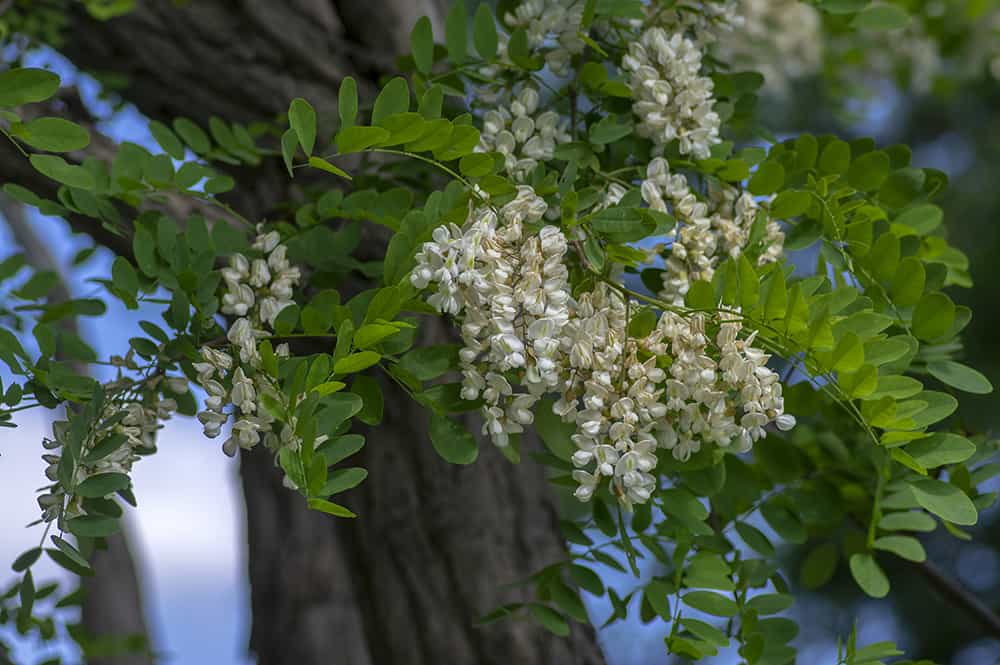 Robinia pseudoacacia