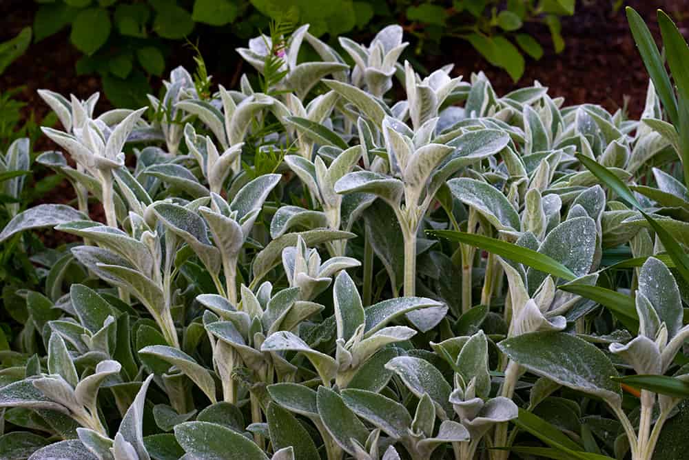 Stachys Byzantina