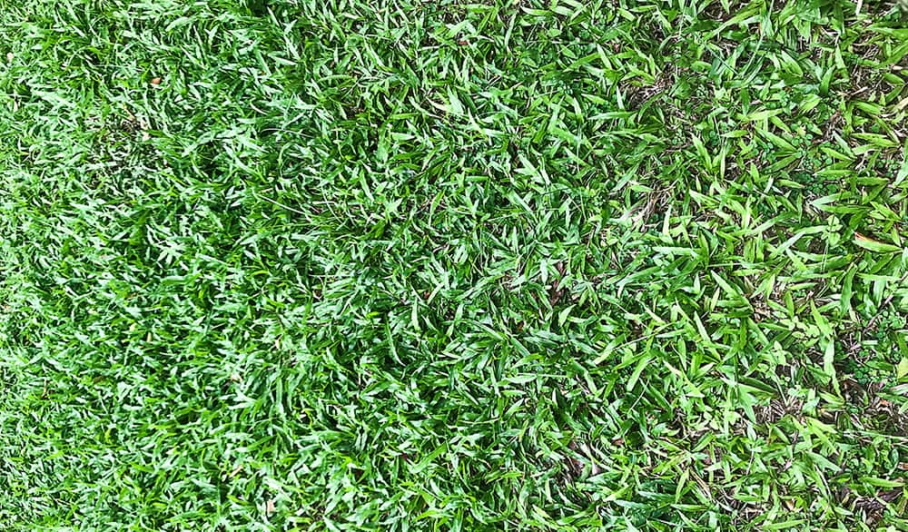 Zoysia grass