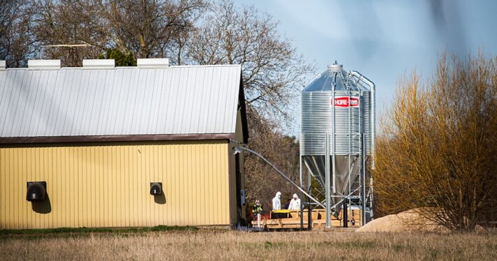 avian flu cull