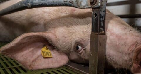 A closeup of a pig, laying in a crate on a factory farm