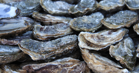 oyster farming