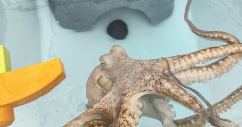 What Is Octopus Farming