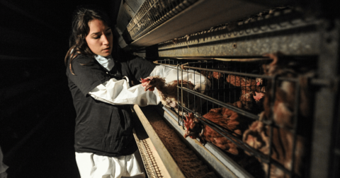 An open rescue movement activist reaches into a cage of birds during an open rescue with Animal Equality