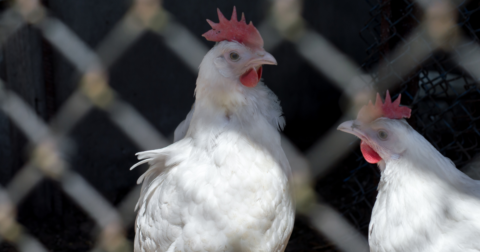 A chicken in a cage