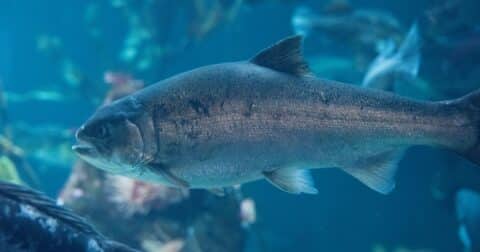 Salmon in the Pacific