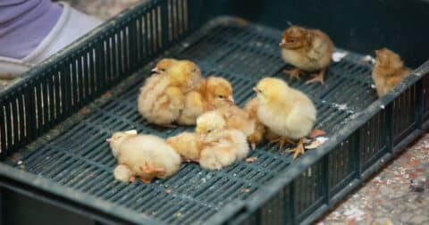 Male chicks (cockerels) separated from laying hens during the sexing process huddle together in a plastic basket at a hatchery in Poland.