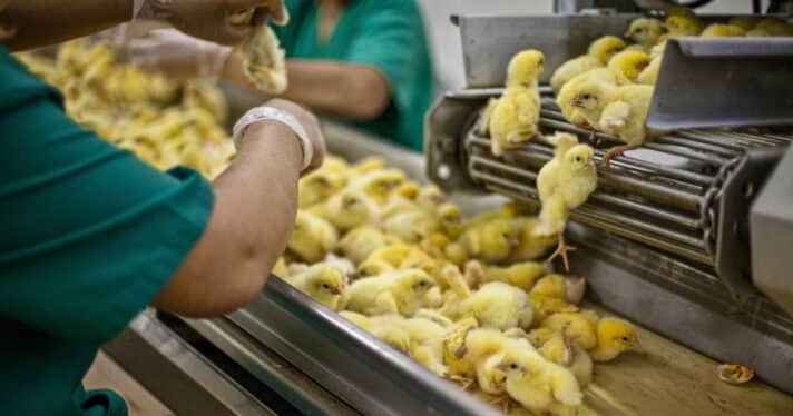 Baby chicks on a conveyor belt