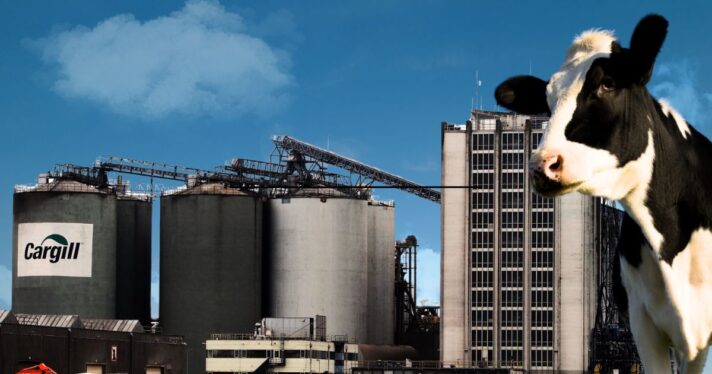 Cargill plant next to a cow