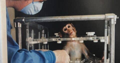 A monkey is experimented on