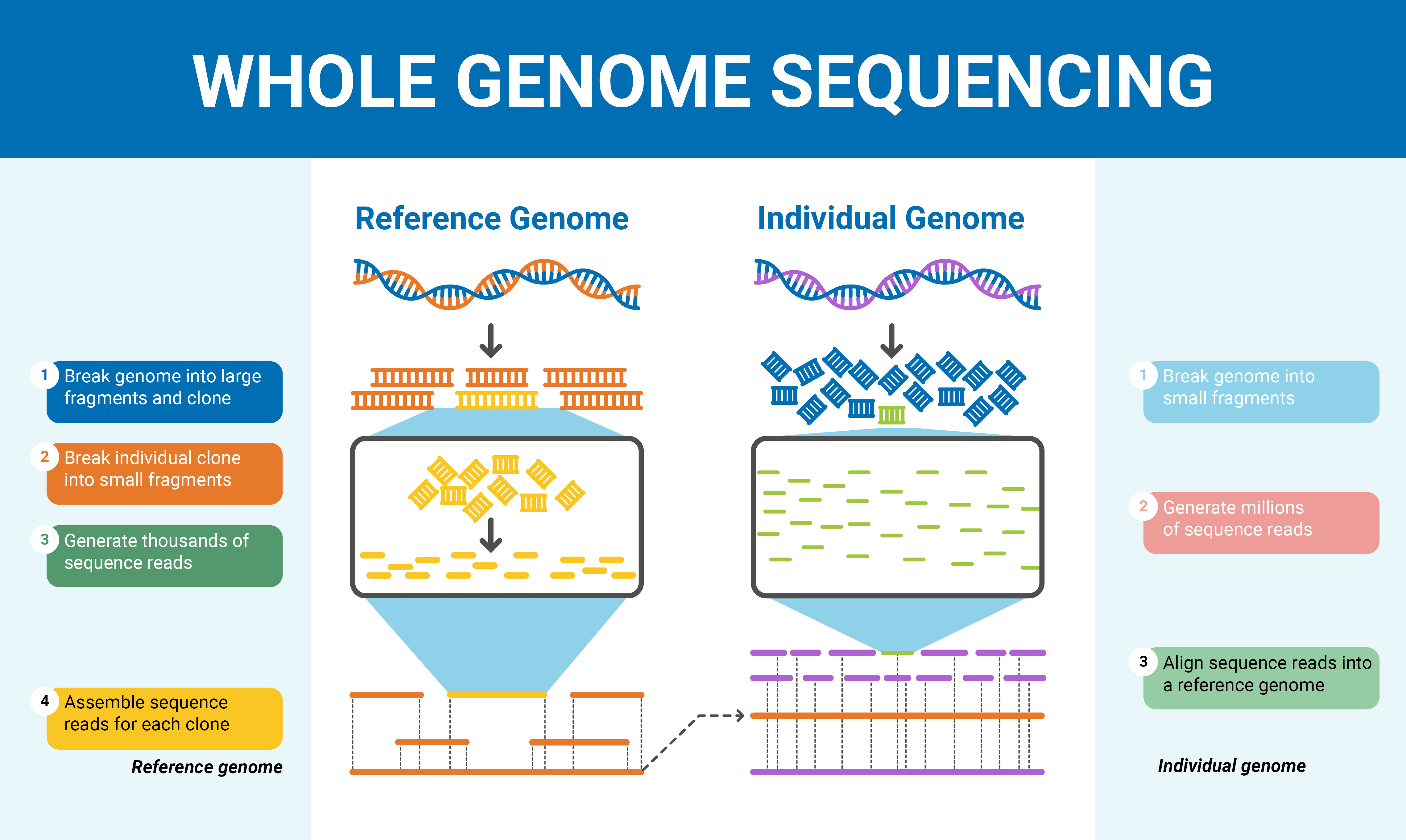 Pipeline For Whole Genome Sequencing And Comparative Analysis Between ...