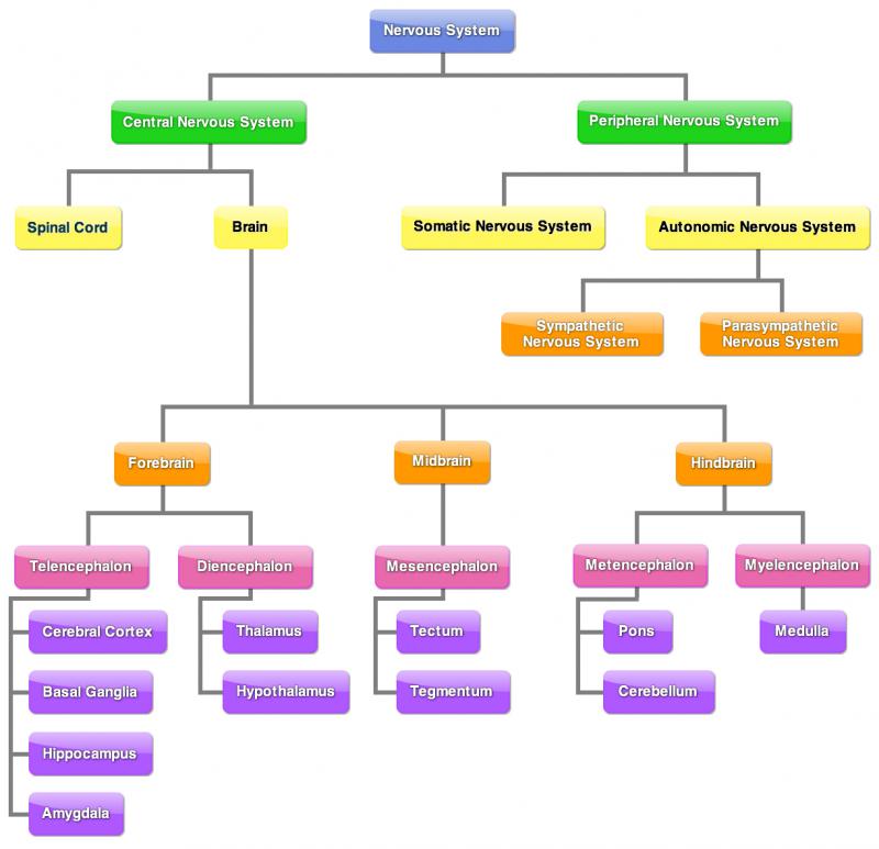 Nervous System Functions And Structures