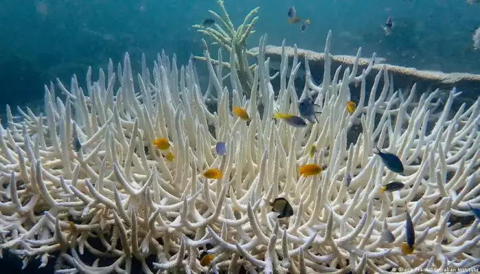 World sees 'severe' coral bleaching event - Times of Oman