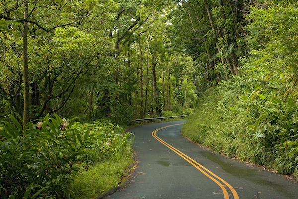 Rainforest Road