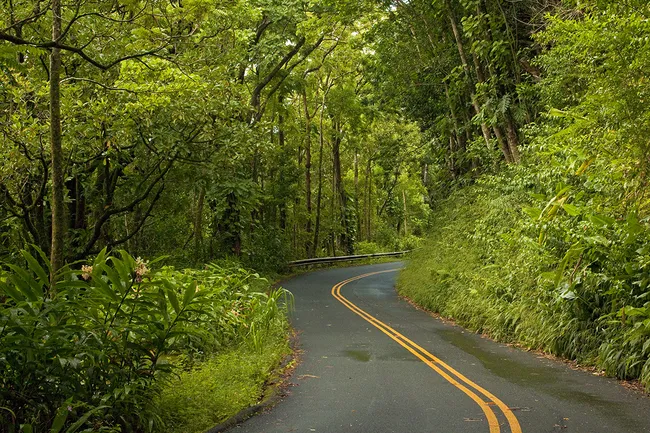 Road in Honolulu to Rainforests