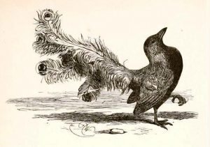 6. The 'Upstart Crow' - Allusion or Illusion? - BARDLY TRUE: The Lies ...