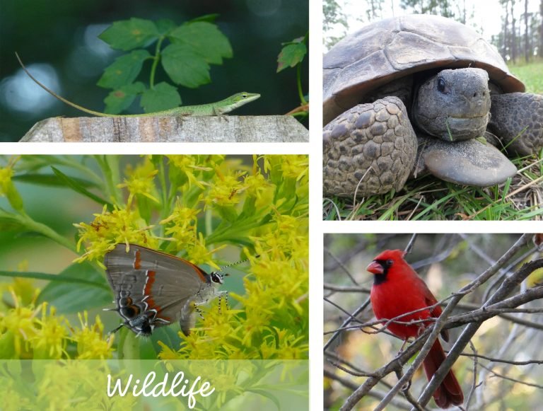 sharons florida wildlife main page link collage