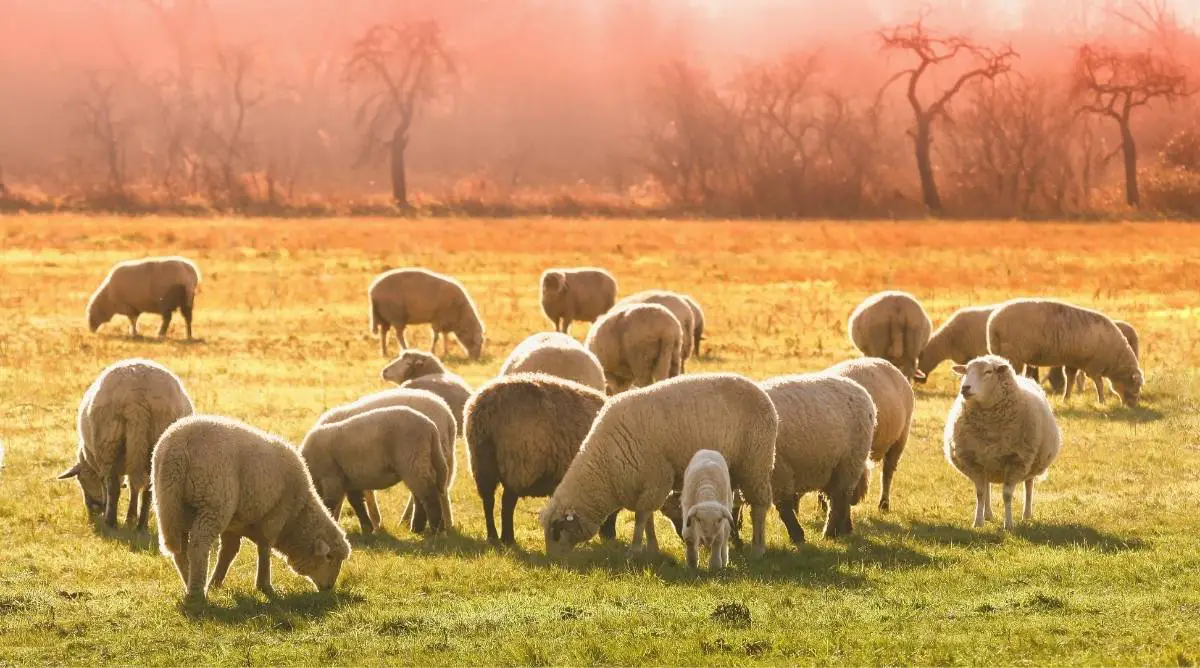 Flock of sheep in a field