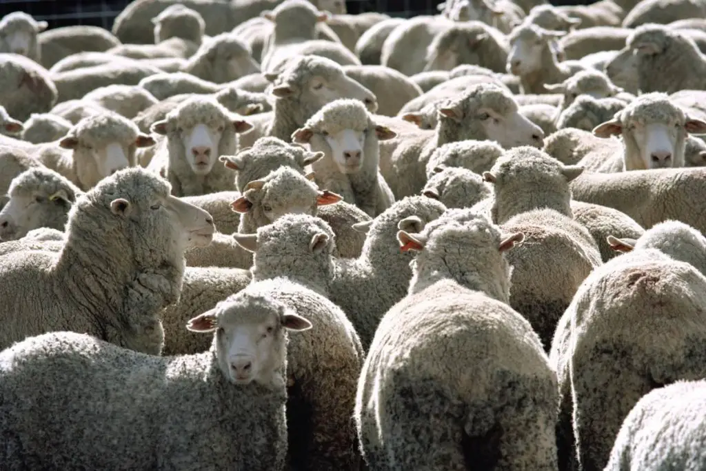 Herd of sheep