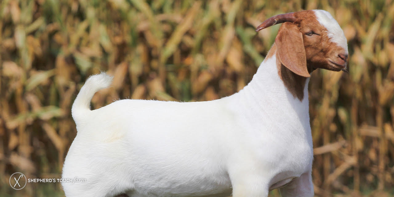 Goat Meat Farm Near Allentown Pa