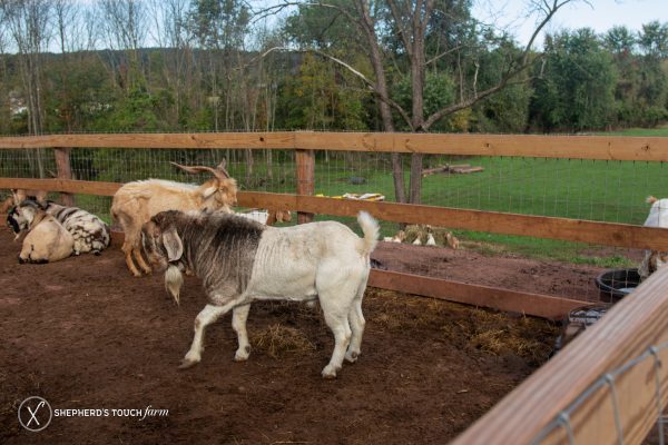 Goat Meat Farm Buy Goat Near Philadelphia