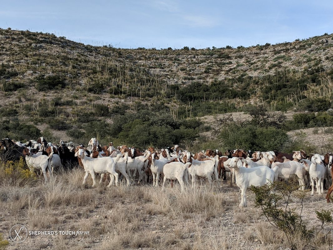 Goat Meat Halal Farm