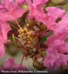 Crapemyrtle (Crape Myrtle) - Lagerstroemia indica