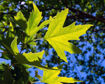 Picture of American Sycamore