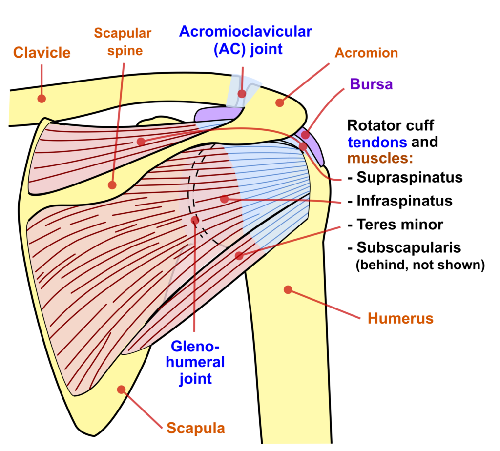 Basic Shoulder Anatomy | Shoulder Pain Info