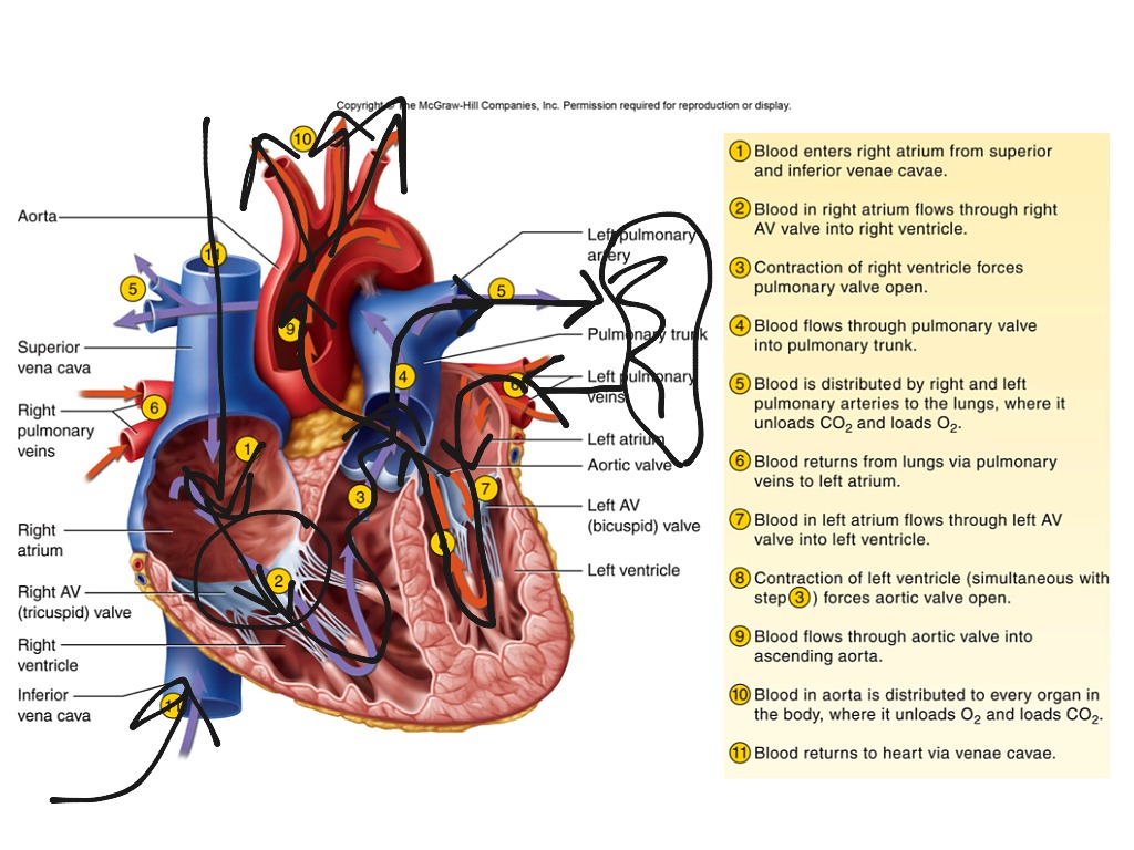 Blood Circulation Schematic Diagram