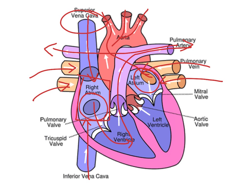 11+ Circulatory System Diagram Simple | Robhosking Diagram