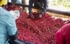 african workers picking out fresh coffee 1982808530