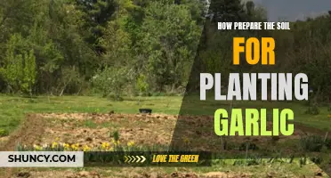 Preparing Soil for Garlic: A Step-by-Step Guide