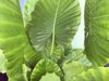 tropical plant alocasia odora or elephant ear royalty free image