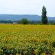 The Sunflower Field World War II Novel set in Provence