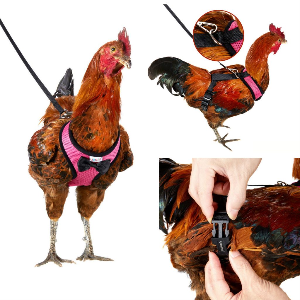 chicken harness