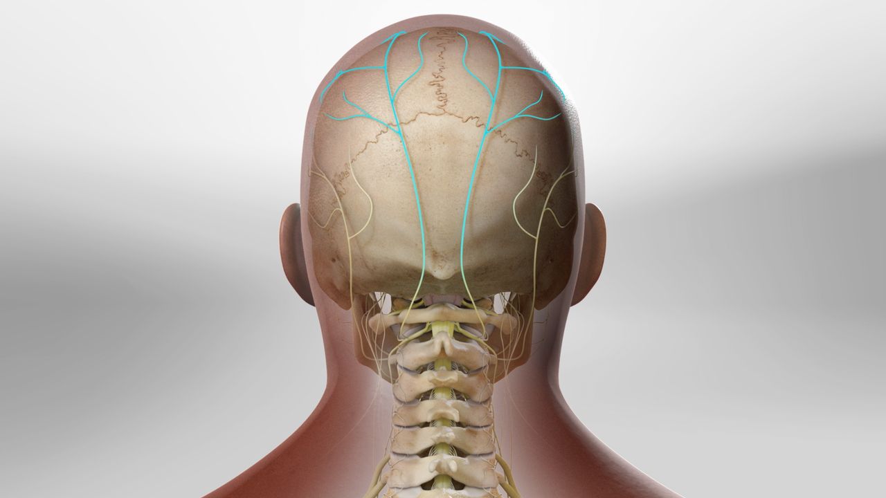 Greater Occipital Nerve