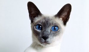 Siamese Cat Colors Chart