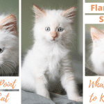 Flame (Red) Point Siamese Cats